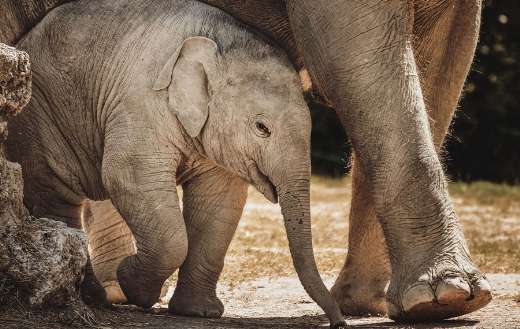 Asian baby elephant standing next to an adult