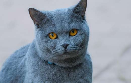 British shorthair cat stocky build and round