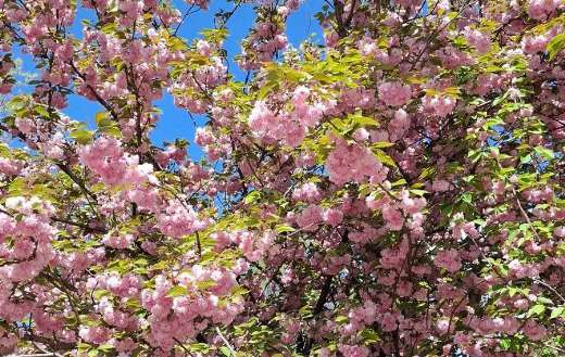 Cherry blossom or sakura flowers of tree