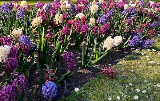 Colorful hyacinthus orientalis Dutch hyacinth