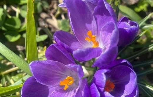 Crocus bulbs spring season bloom