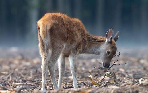 Deer symbols of intuition