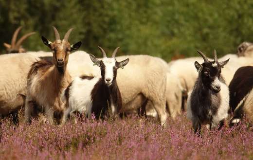 Dutch land goats