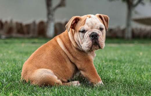 English bulldog puppy stocky body