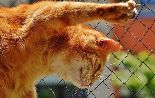 Ginger cat stretching against fence