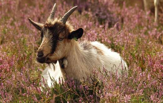 Goat lying in blooming heath