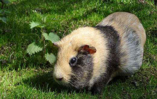 Guinea pig cavia porcellus