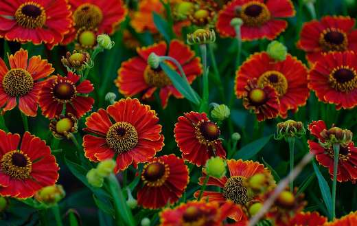 Helenium known as Dutch zonnekruid