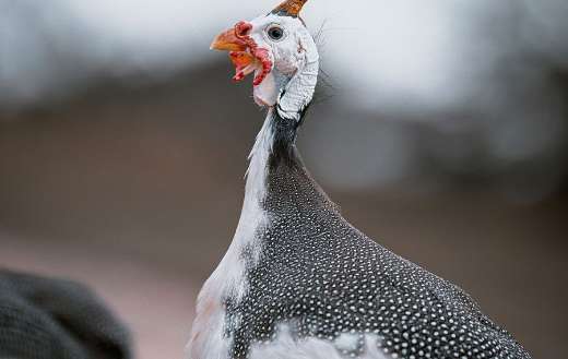 Helmeted guinea fowl
