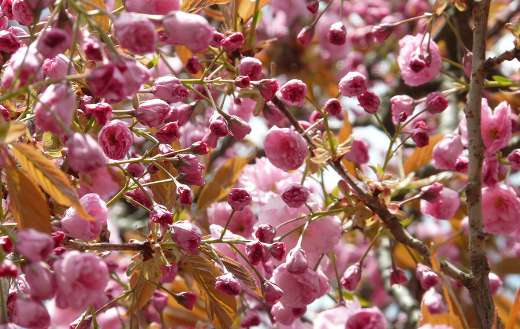 Japanese cherry buds