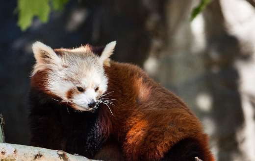 Little red panda can be found also China
