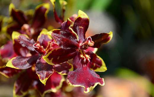Oncostele wildcat golden red star orchid