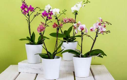 Orchids known for long blooming period