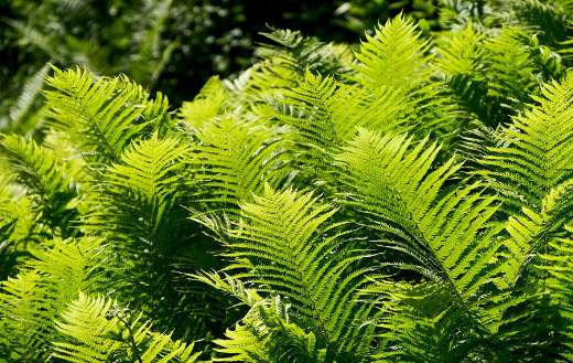 Ostrich fern online