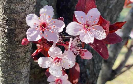 Prunus cerasifera plum blossom