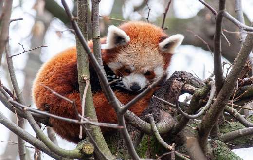 Red panda not relatively direct giant panda