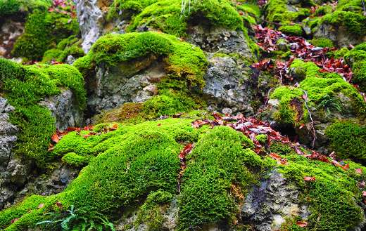 Rocky landscape with moss covered