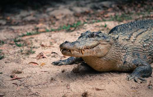 Saltwater animal crocodile estuarine