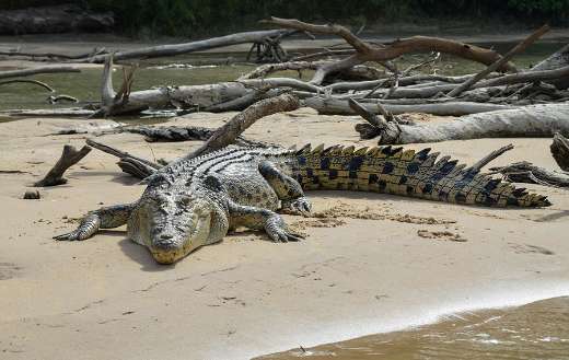 Saltwater crocodile largest living reptile species