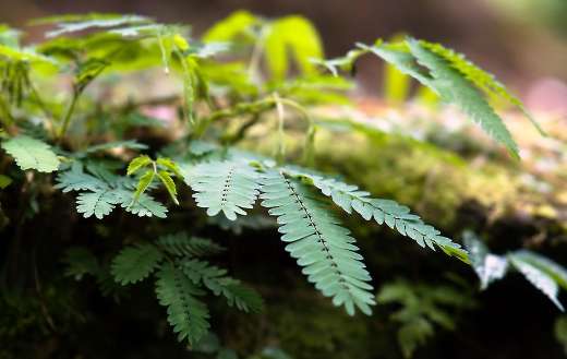 Sensitive plant mimosa