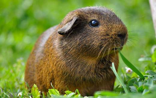 Shows guinea pig eating grass