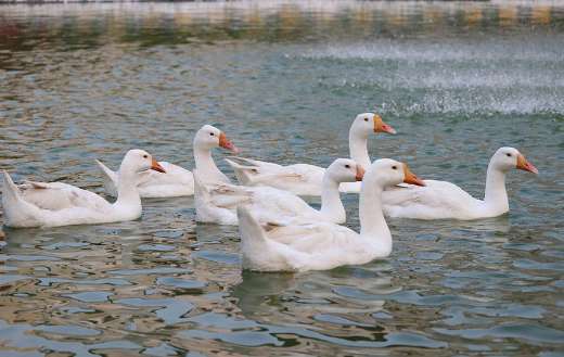 Six white swan swimming