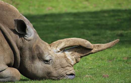 Southern white rhinoceros