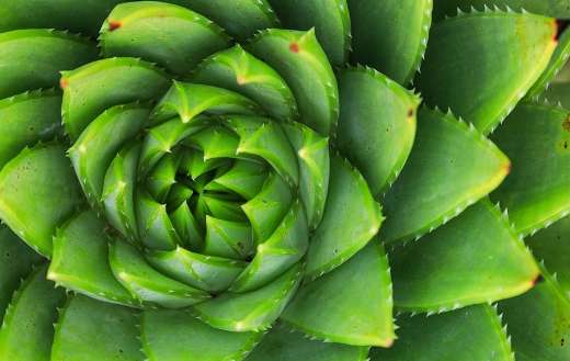 Spiral aloe striking succulent