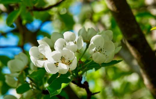 Spring flowers sunny light