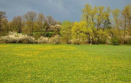 Spring meadow nature