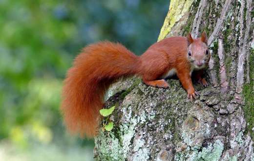 Squirrel is known for acrobatic climbing skills