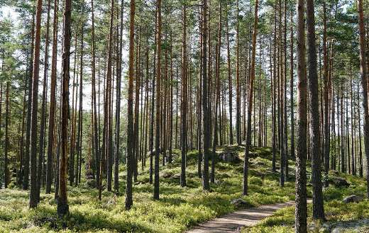 Sweden trees forest