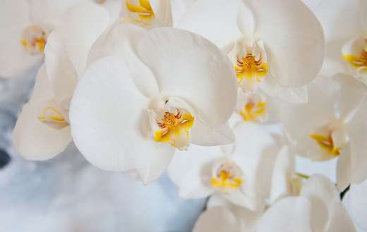 Symbolizes elegance connection beauty