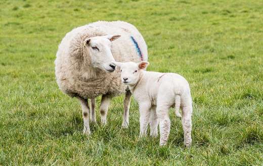 Texel ewe and her lamb