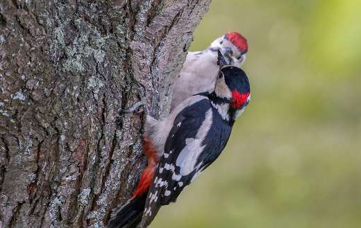 Two great wood peckers