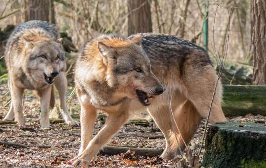 Two wolves predators
