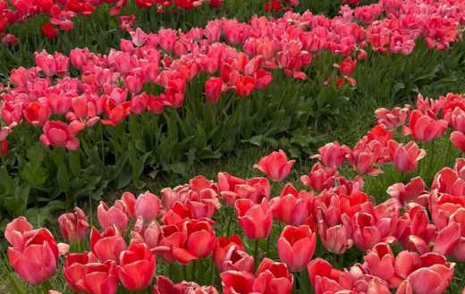 Vast field of blooming tulips
