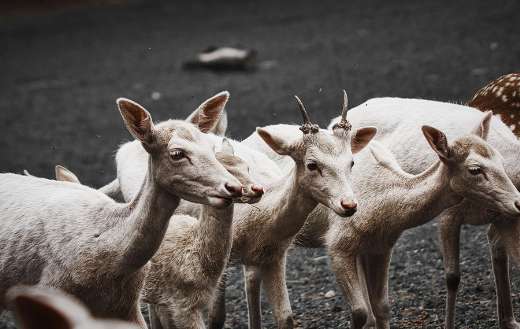 White fallow deer or damadama