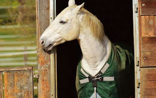 White horse standing wearing green blanket