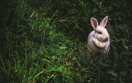 White rabbit in tall green grass