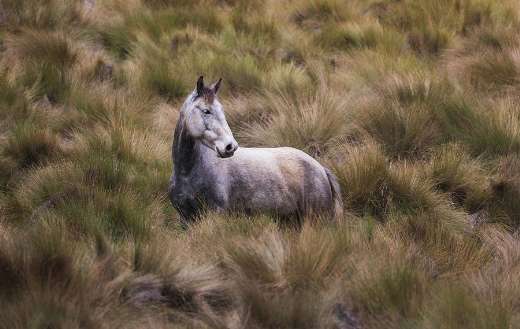 Wild horse in Antisana Ecuador
