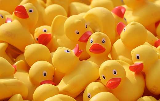Yellow rubber ducks bath toys