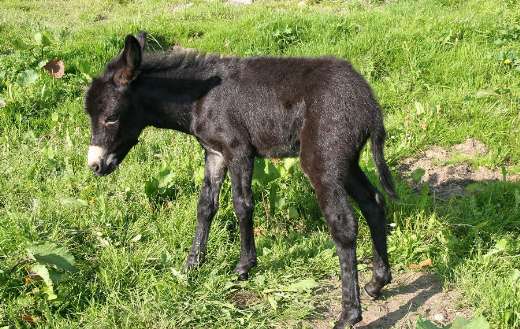 Young black donkey foal in a grassy field