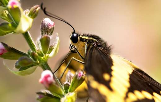 A butterfly from the family papilionidae