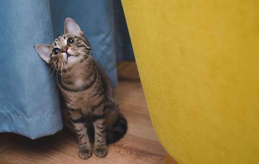 A domestic short hair cat tabby