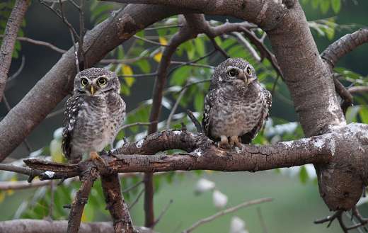 A pair of little owls