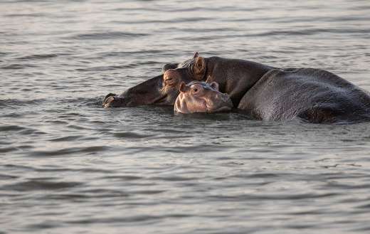Baby hippo comfortably with mother in the water