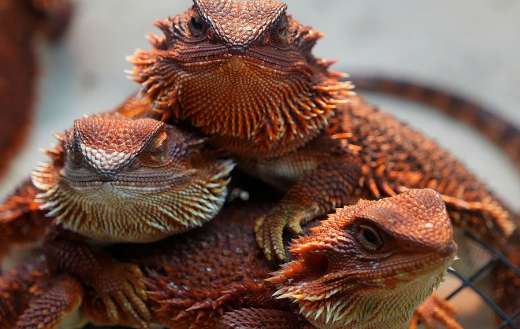 Bearded dragons red color