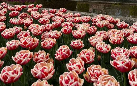 Beautiful field of pink and white tulips