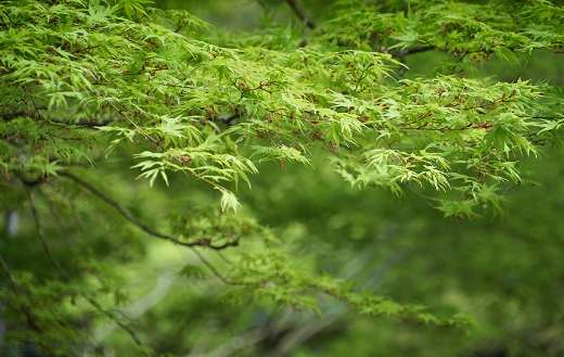 Beautiful tree with its characteristic hand shaped leaves